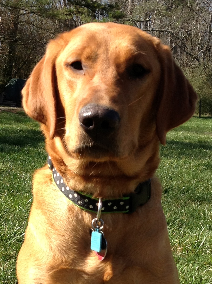 Labrador RetrieverFox RedFox Red LabradorsLabrador Retriever puppies