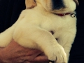 Yellow Labrador puppy