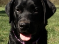 Labrador puppy