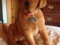 Fox Red Labrador Retriever puppy