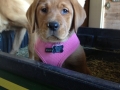 Fox Red Lab puppy