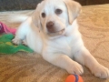 Yellow Lab puppy