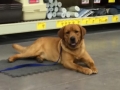 AKC Fox Red Labrador Retriever male