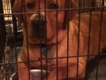 AKC Fox Red Labrador Retriever male