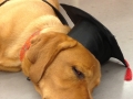 Fox Red Labrador Retriever