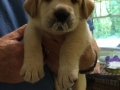 Fox Red AKC Lab puppy