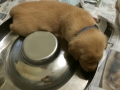 Fox Red Labrador Retriever puppy