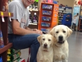 AKC Yellow Labrador Retrievers