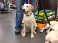 Labrador Retriever female
