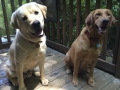 Labrador Retrievers