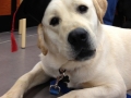 Yellow Lab male