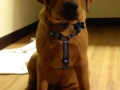Fox Red Labrador
