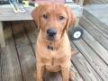 Fox Red Labrador Retriever puppy